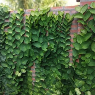 Tắc kè thái lá lớn