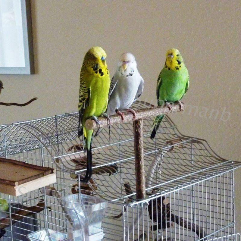 SUP Parrots Bird Stand Bar Parrot Bite Chew Toys Swing Pet Rest Play Toy Supplies