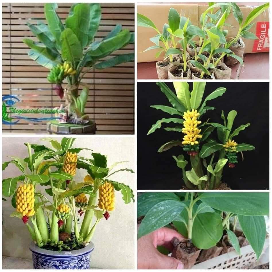 Cây chuối cảnh mini