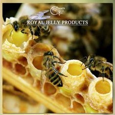 Sữa Ong Chúa Nguyên Chất 100% Thế Hồng Honey 50gr