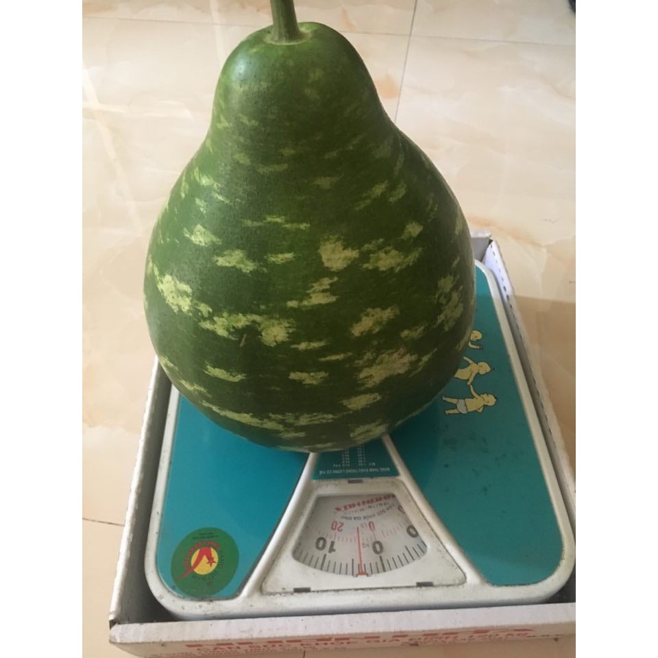 Gói 5 hạt giống bầu sao Đài Loan Yongfang-  tỷ lệ nảy mầm 95%