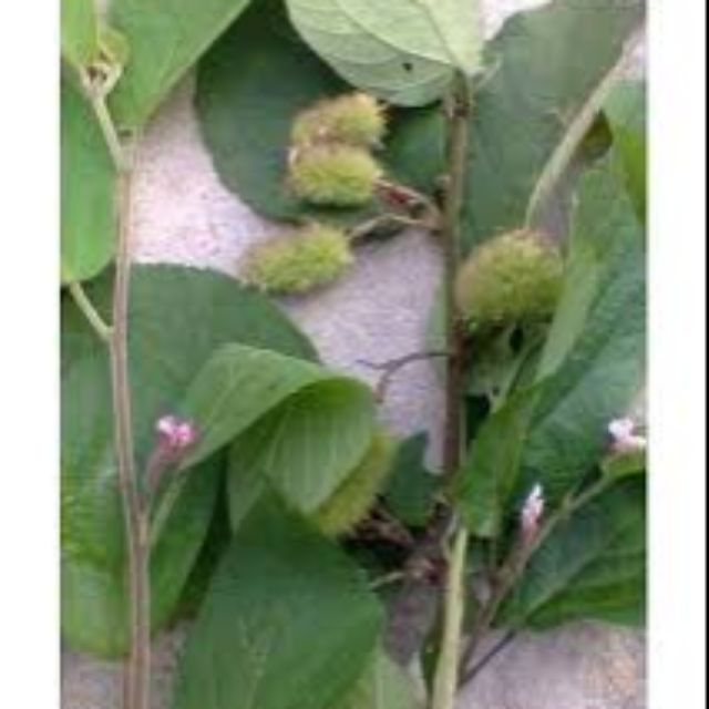 Cây an soa khô 1kg