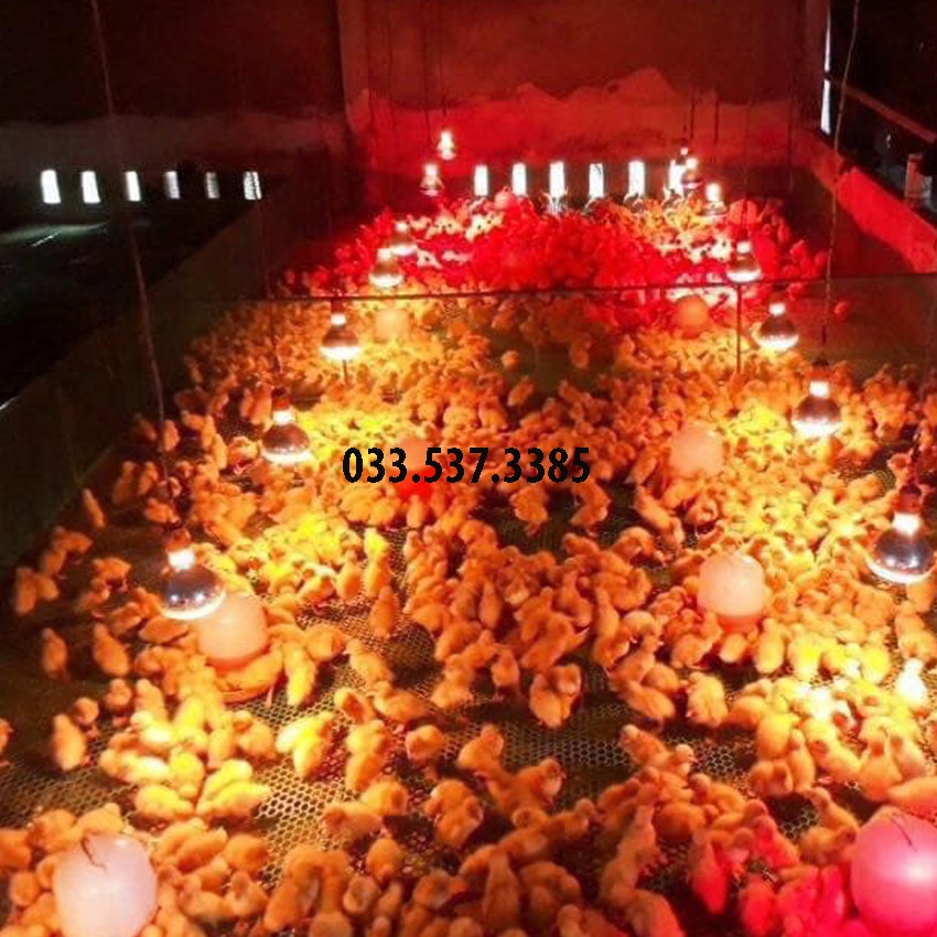 Bóng úm gà, đèn sưởi cho gà nhỏ gọn, an toàn, tiết kiệm điện