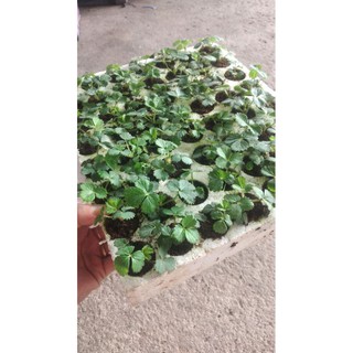 10 CÂY DÂU TÂY CẤY MÔ GIỐNG  NHẬT LÙN (TOCHIOTOMI)