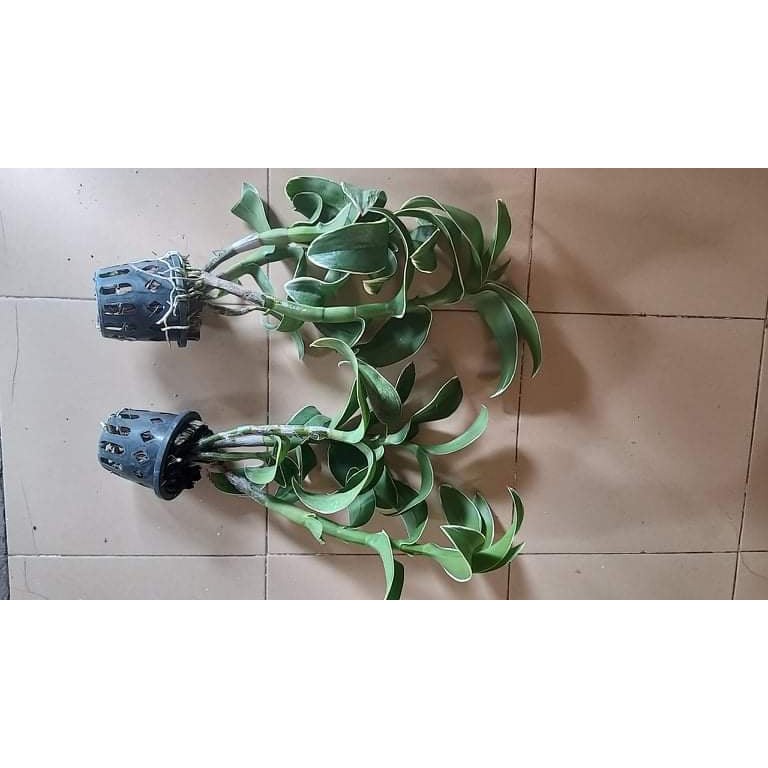 Hoa lan Mekong lá biên hoa chớp