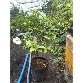 cây quất mỹ ngọt đang trái cao 50cm