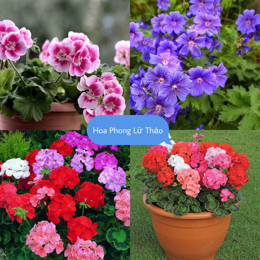 Hạt Giống Hoa Phong Nữ Thảo F1 Loại dễ trồng hoa nở đẹp chống sâu bệnh