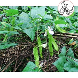 HẠT ĐẬU RỒNG - GÓI 10 GRAM