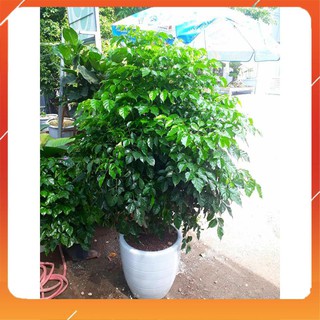 [BÁN CHẠY] CÂY HẠNH PHÚC, CÂY MANG ĐẾN SỰ ĐẦM ẤM, HẠNH PHÚC CHO GIA CHỦ
