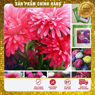Hạt Giống Cúc Đà Lạt 50 hạt