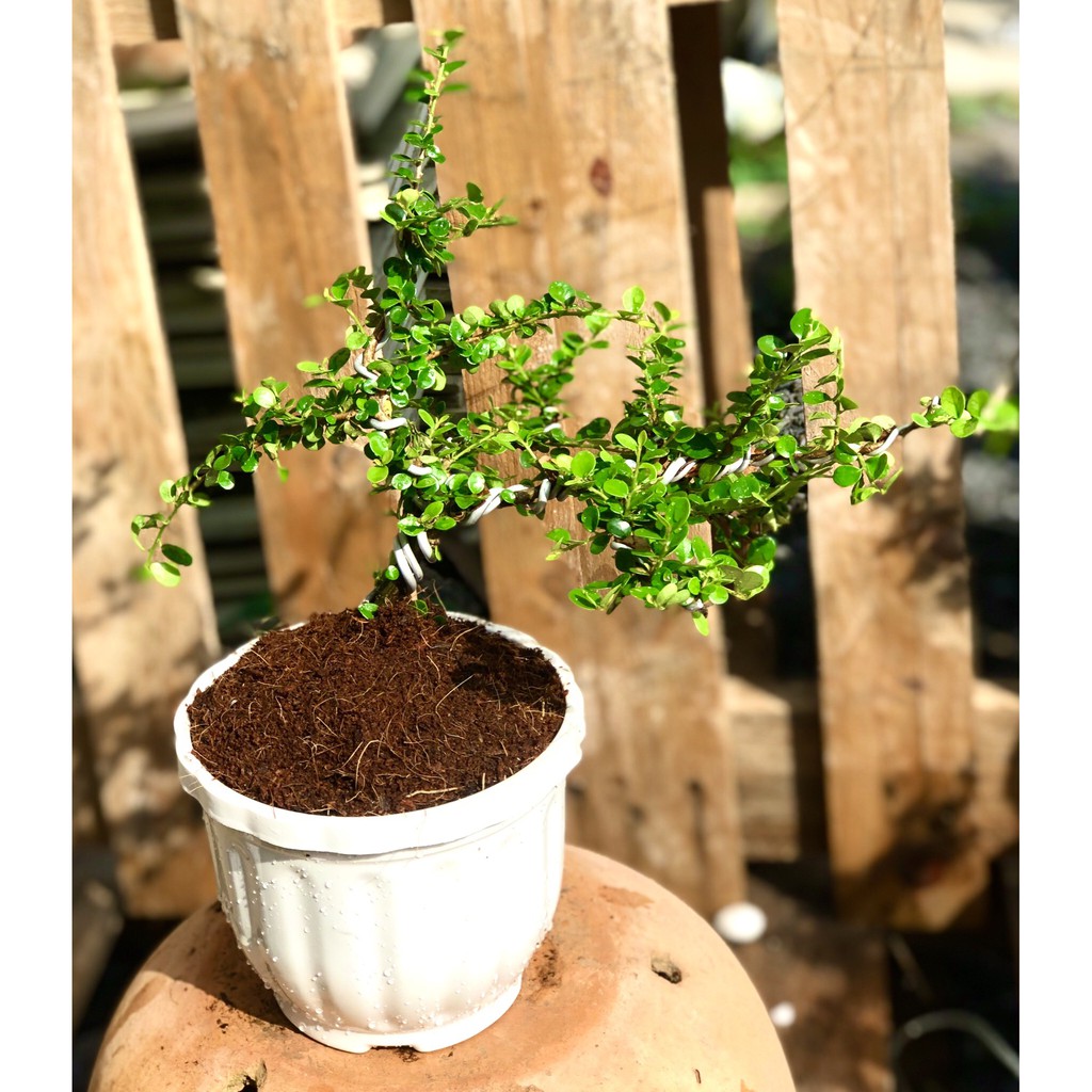Chậu cây sam trái Bonsai