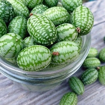 Hạt giống dưa hấu tí hon - 1 gói 10 hạt - Tặng gói kích hạt nảy mầm