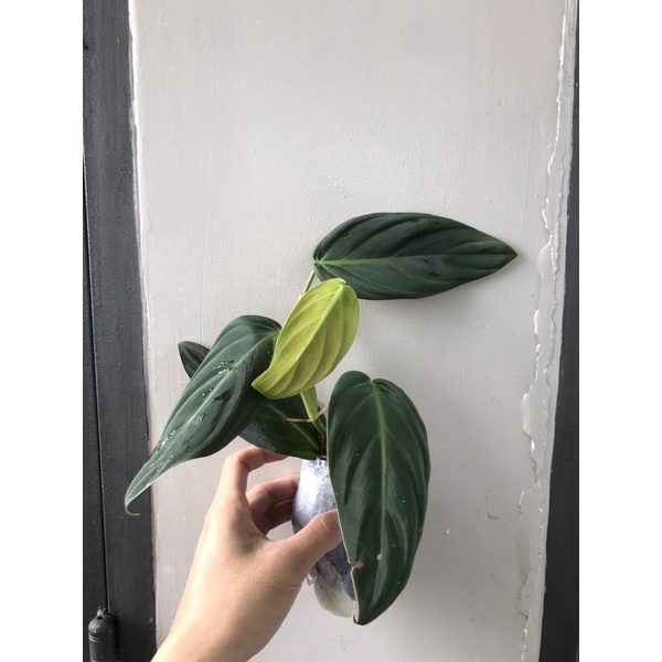 Trầu bà philodendron gigas-hỏa tốc giao hàng tại HCM