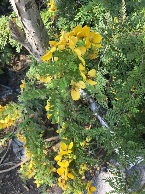 Mai Kim Hoàng... siêu hoa