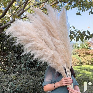 Hoa cỏ lau  SIÊU TO❤️CAM KẾT Y HÌNH ❤️ SẴN HÀNG❤️ VIDEO QUAY THẬT hoa khô trang trí Dried Pampas