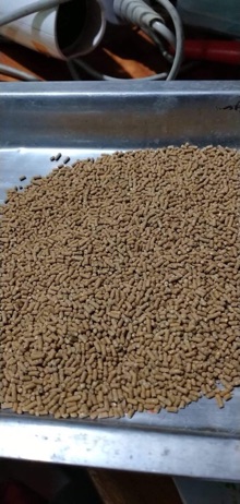 Số 2 Cám Vành Khuyên Nam Phở ( thi đấu)