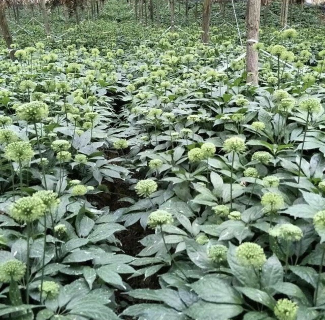 [Mã 267FMCGSALE giảm 8% đơn 500K] Nụ hoa tam thất Hà Giang 1kg nụ tam thất khô, thơm hàng chuẩn- Dược Liệu Quý | BigBuy360 - bigbuy360.vn