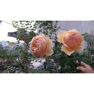 Hoa hồng Abraham Darby(hoa hồng ngoại , hoa hồng leo)