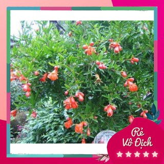 Cây giống lựu đỏ cảnh, cây lựu giống, cây lựu đỏ trồng chậu - caygiong-f1
