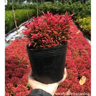 CÂY DIỆU KỶ ĐỎ (Có Bầu Đất )