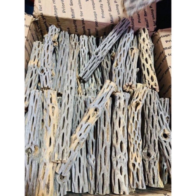 Lũa cholla dành cho tép