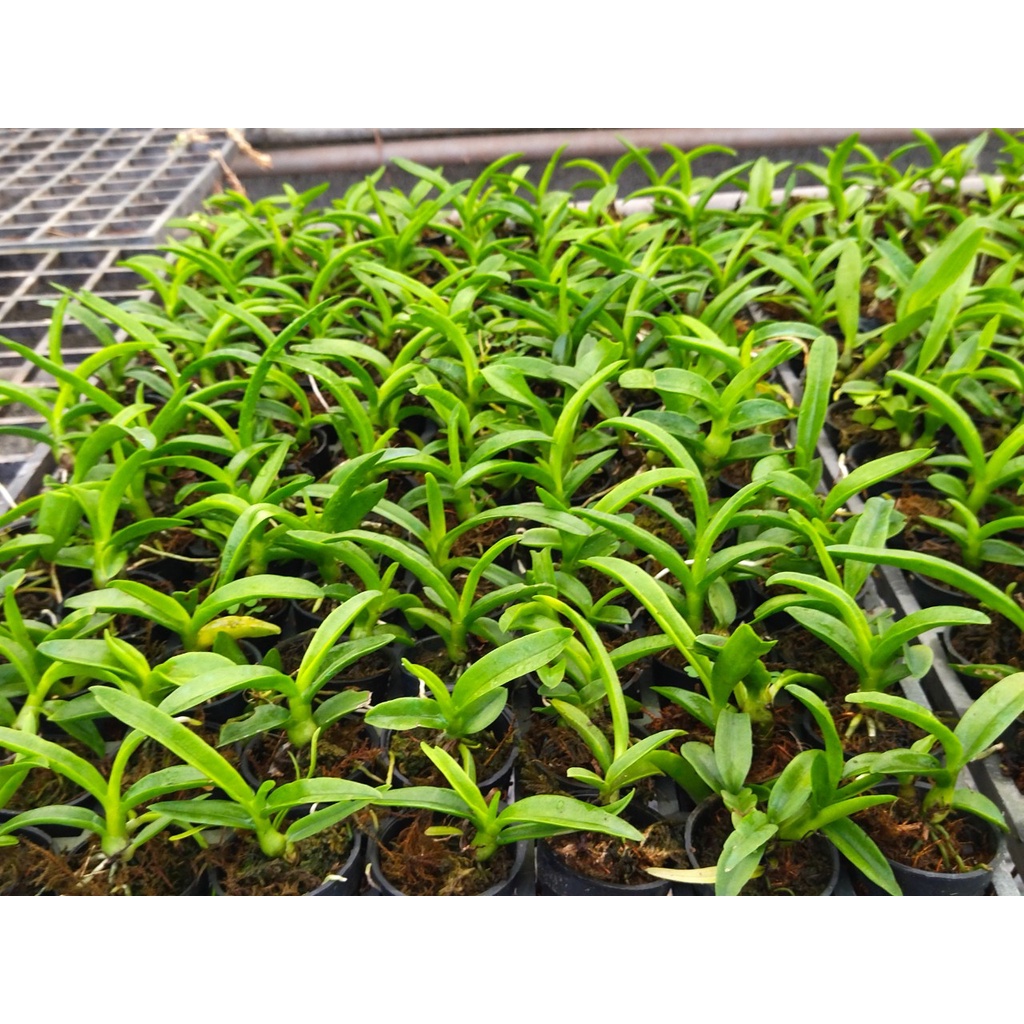 Denro nắng pensoda xưa hoa thơm hàng cây lớn