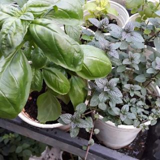 Bạc hà loại nhỏ (chocolate, euro, pepper mint)
