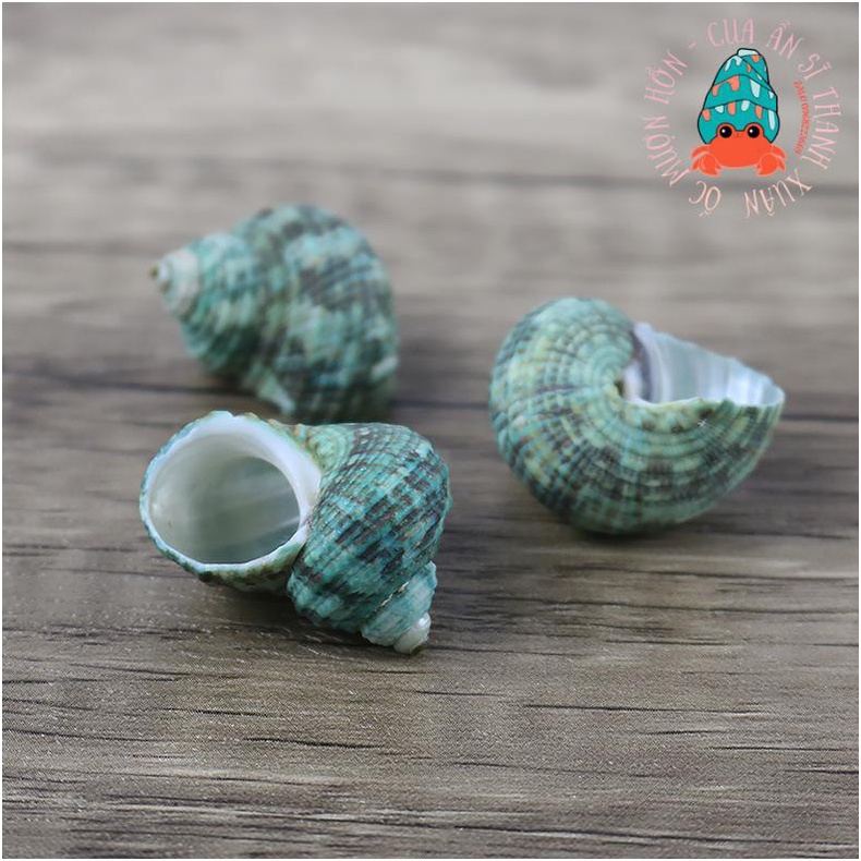 Vỏ ốc mặt trăng xanh nhiều kích thước - họa tiết ngẫu nhiên
