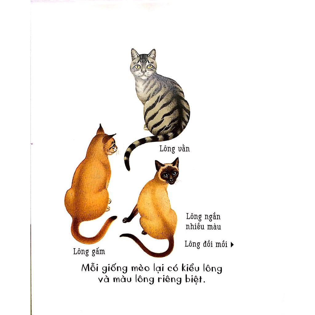 Sách - Những Khám Phá Đầu Tiên Của Tớ - Mèo