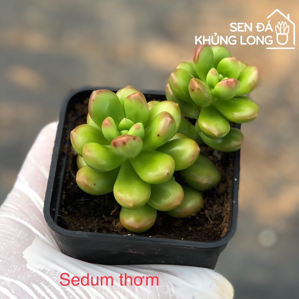 Sen Đá Sedum Thơm - Sedum Lucidum Obesum