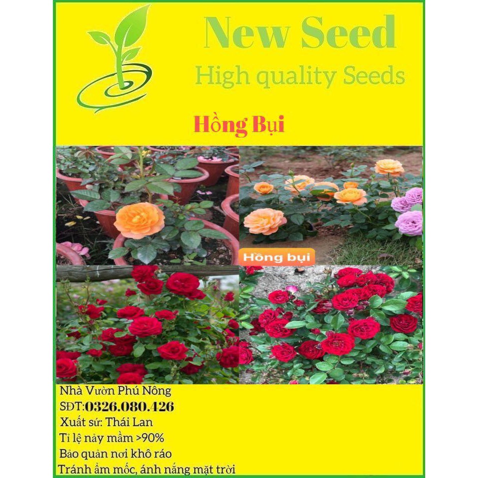 Hạt Giống Hoa Hồng Bụi F1 Loại Siêu Dễ Trồng ( gói 100gram ,200gram ,500gram)