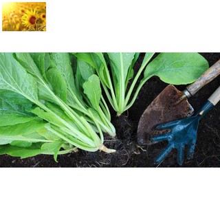 Hạt Giống Cải Ngọt Cao Sản (10gr) - Dễ Trồng, Năng Suất Cao - MUA 3 TẶNG 1 CÙNG LOẠI