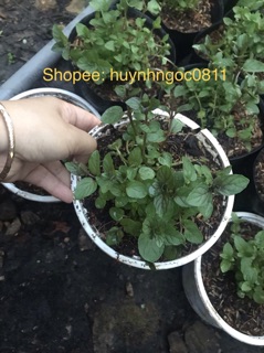 Chậu bạc hà chocolate mint