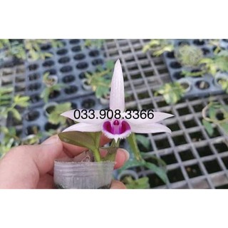 Hoa lan giả hạc ám