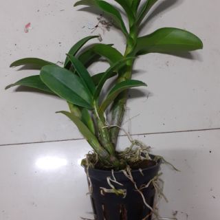 Hoa lan denro vàng lưỡi nâu
