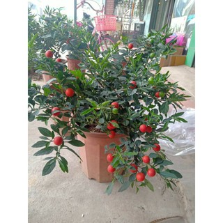 quất  nhật cảnh chơi tết