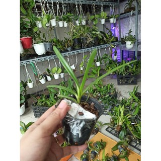 Hoa lan kiếm Phan Trí ( Size Nhỡ )