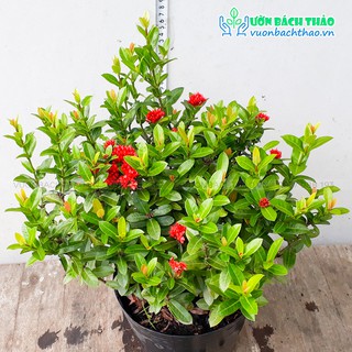 Cây trang thái trồng sân vườn