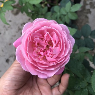 [Cây giống hoa] Hồng bụi Soeur Emmanuelle cho hoa thơm ngào ngạt - Trang Flower