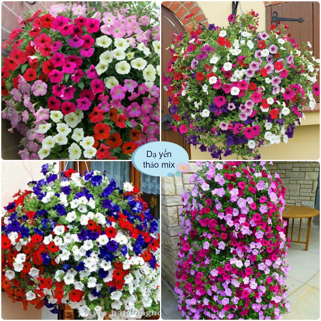 Hạt giống hoa dạ yến thảo mix đủ màu Hạt giống Hoa Dạ Uyên Thảo nhiều màu, thân lùn thích hợp trồng chậu, giỏ
