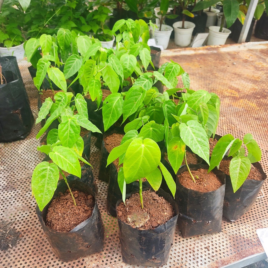 10 Hạt Giống Chanh Leo Quả Tím Năng Suất