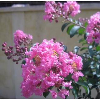 caykiengsadec - Hoa tường vi (màu Hồng) - tặng phân bón cho cây mau lớn  - trang trí nội thất cảnh quan ngoài trời