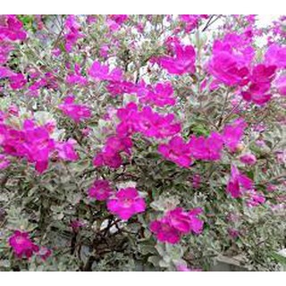 Cây tuyết sơn phi hồng