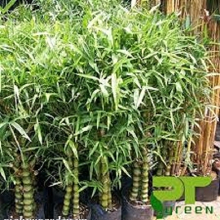 CÂY TRÚC PHẬT BÀ GỬI ĐI NGUYÊN CHẬU