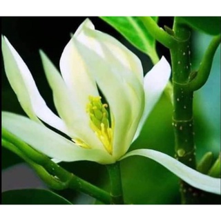 Cây hoa ngọc lan(cây giống)