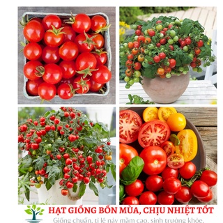 Hạt giống cà chua bi quả đỏ (quả đỏ mọng, ăn ngon, ngọt).