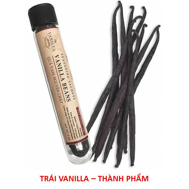 Cây Giống Vanilla - Lan Vani (Lô: 1 Cây)