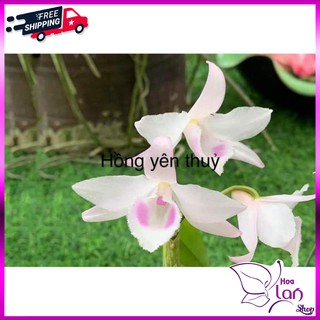 Phi Điệp  🎁Mua 3 Tặng 1🎁 Hồng Yên Thủy [ Cây Giống ]
