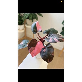 Cây Philodendron pink princess