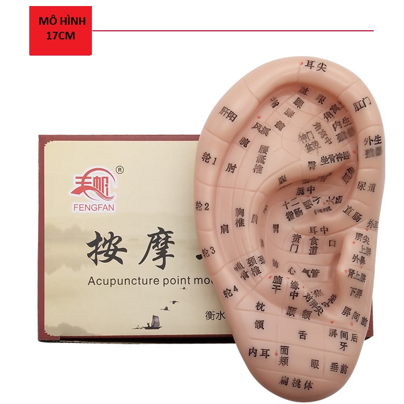 Mô hình loa tai, Mô hình tai người, mô hình huyệt tai